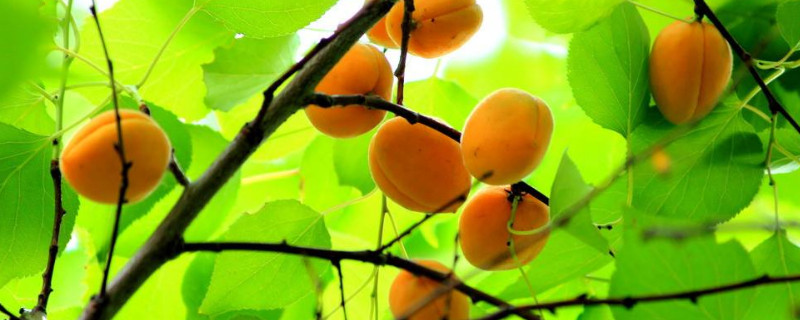 如何救回干枯的散尾葵叶尖?