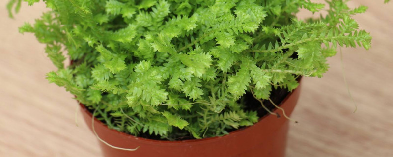 这些植物能够增加你的创造力