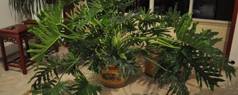 一串红可以不可以吃?