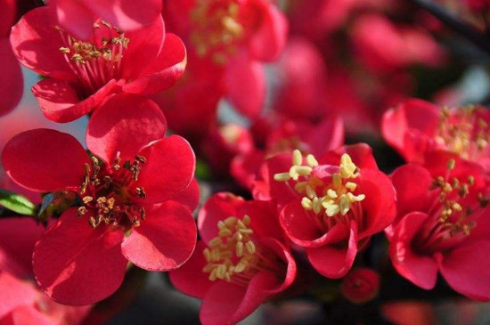 研究表明,植物可以缓解焦虑和压力