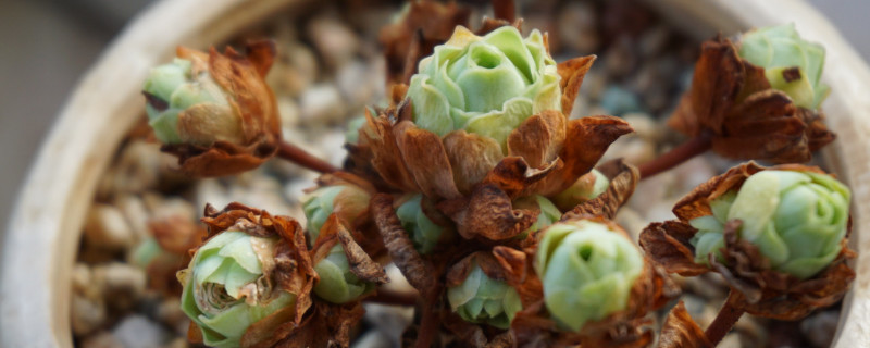 能否通过植物来治愈皮肤问题?