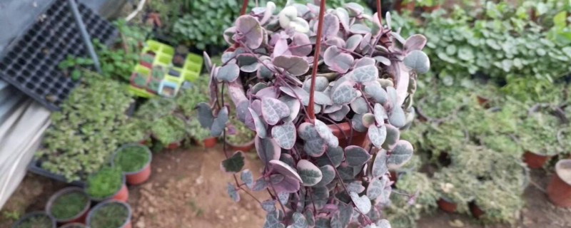 风信子新球的繁殖方法:如何利用新球种植更多的风信子?