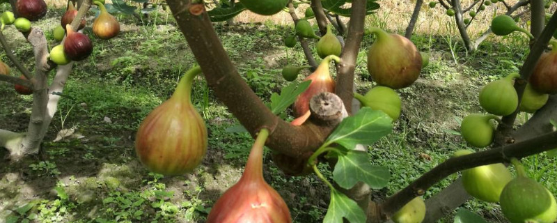 如何让蝴蝶兰二次开花?花期过后还能开花吗?