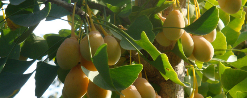 植物也有性别?男女植物是怎么生殖的?