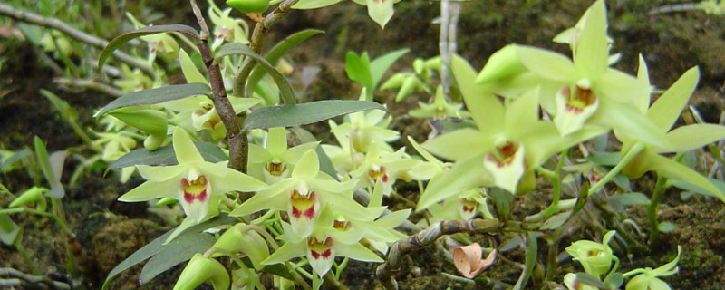 掌握西红柿青皮果的防治方法