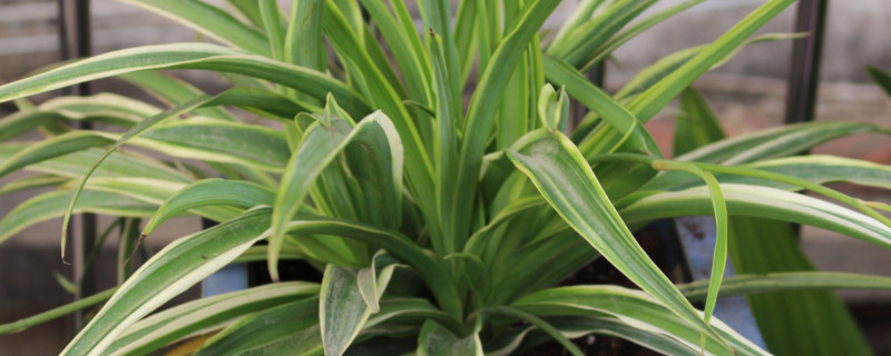 "探索美味的大草莓品种"