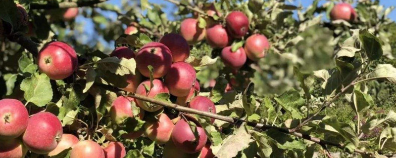 "探究白桦树:特征、生态环境及重要用途"