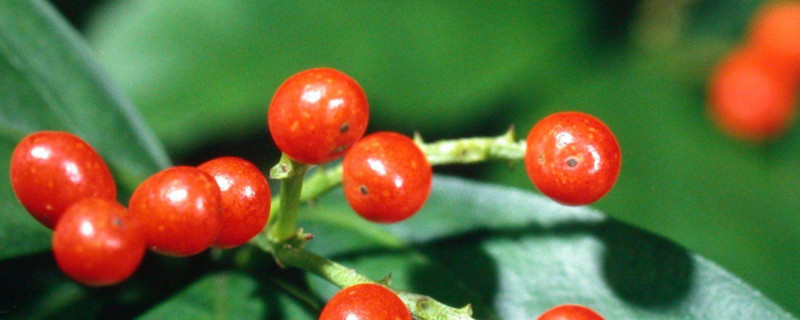 哪些植物适合放在办公室?