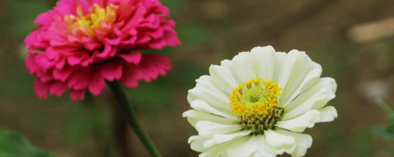 石蒜为什么被人们称作“死人花”?探究这个名字背后的传说故事!