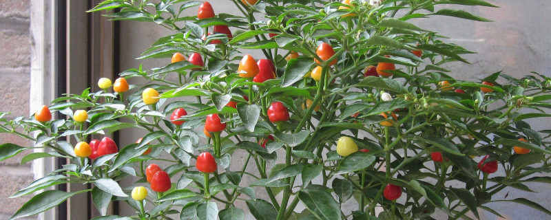 木槿花的花语及家中不适宜养护的原因