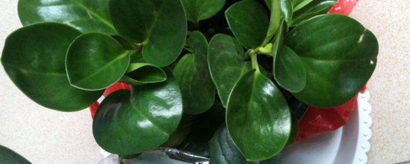 百万心会生什么虫子,有哪些防虫办法?