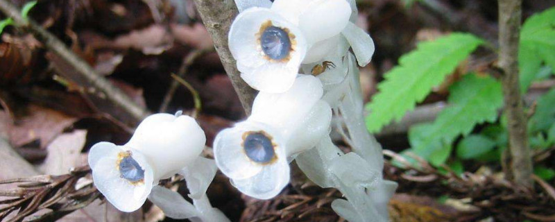 花卉养护指南:夏季的四季花养护技巧