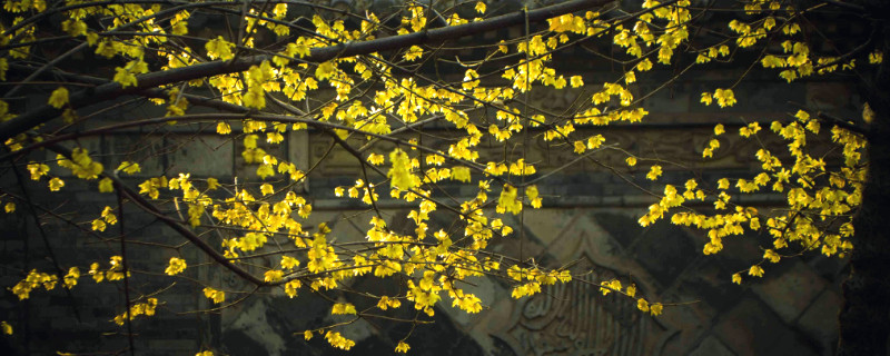 "榴莲的禁忌:吃榴莲应该注意什么?"