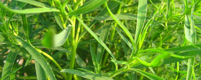 生命力顽强的沙漠树:你见过沙漠中的绿洲吗?