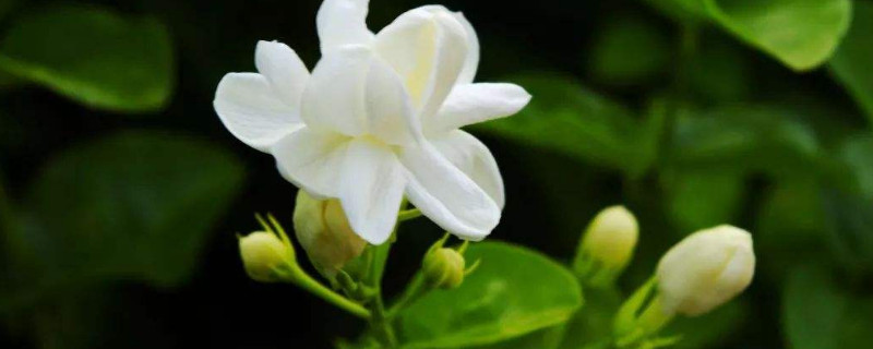 朝阳菊:朝阳菊的种植和养护注意事项