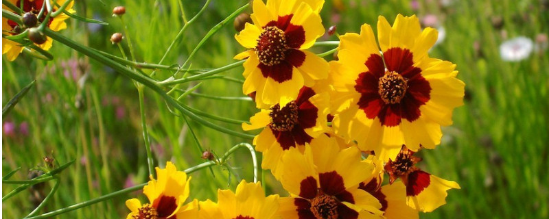 什么季节适合栽培水龙竹,水龙竹种植和播种的方法有哪些