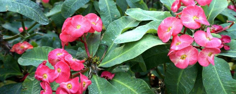 枇杷的养护指南