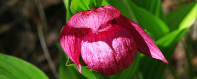 一个不经意的采摘错误,会使豇豆产量减少三分之一或更多