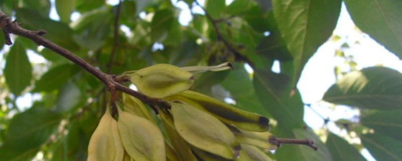 种植的白车轴草能不能拿来炒菜?