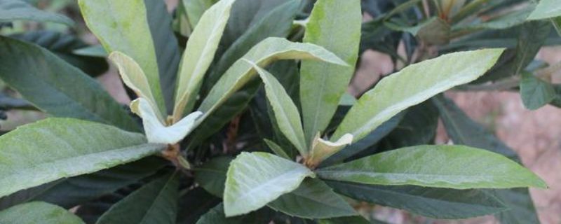 春季观叶植物养护指南