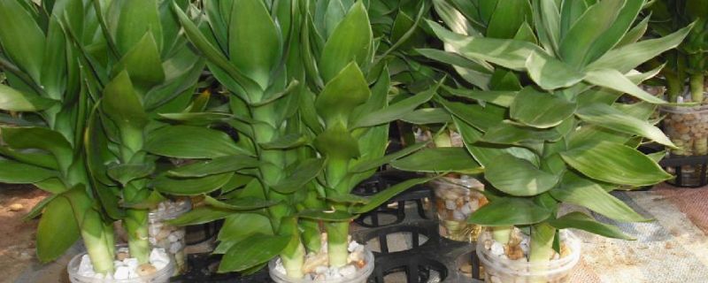 绿萝水培指南:如何高效、健康地进行绿萝水培?