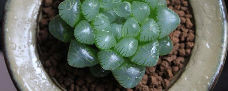 4个妙招实现出差或长期不在家自动浇花和自动滴灌