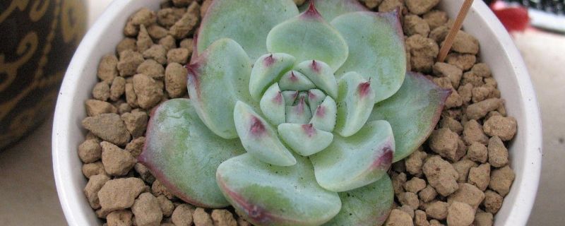 如何选择适合送礼的鲜花:了解各种花朵的寓意