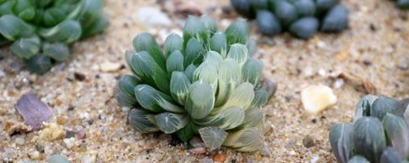 【从零开始学养花】总结最全面的养花八个误区,助你掌握正确的养花方法