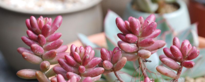 樱花树种植多久会开花,花期是什么时候?