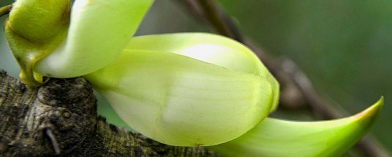 从零开始学养花:掌握花期调控的有效方法"