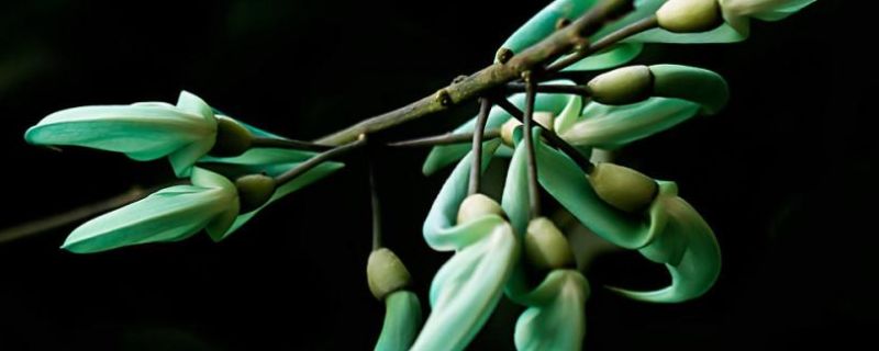 热带植物的生长环境及处理方法