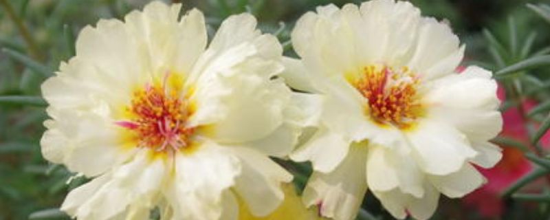 家养花卉,浇水要注意6大要点