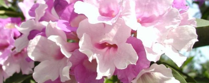 花卉苗木锈病防治方法,保护您的花园