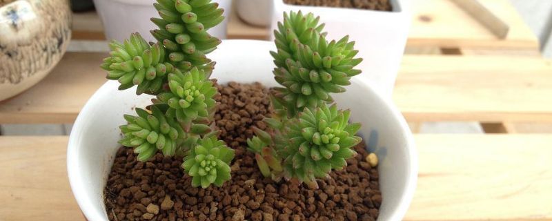 从冬季到春季:养花技巧让你的花儿在春节盛开