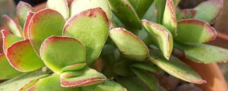 如何判断植物是否需要浇水?