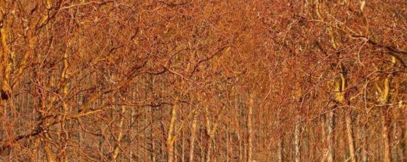 什么季节适合栽培蓝花鼠尾草,蓝花鼠尾草种植和播种的方法有哪些