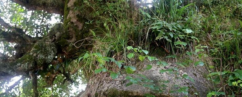 自家菜地除虫的三种简单方法