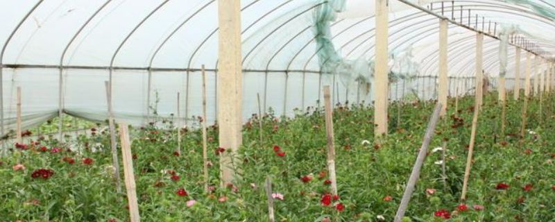 冰灯玉露会开花结果?