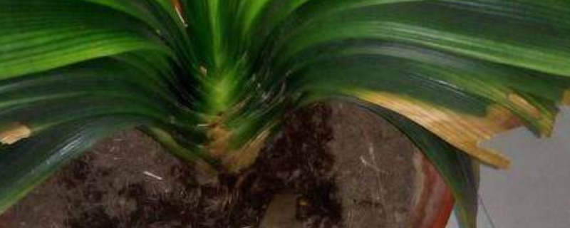 老园丁传授盆栽种植技巧,让植物长得枝繁叶茂