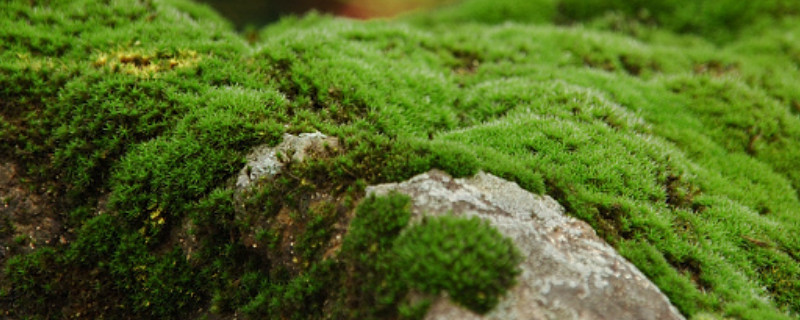 秋季怎么养百万心植物?有哪些种植技巧?