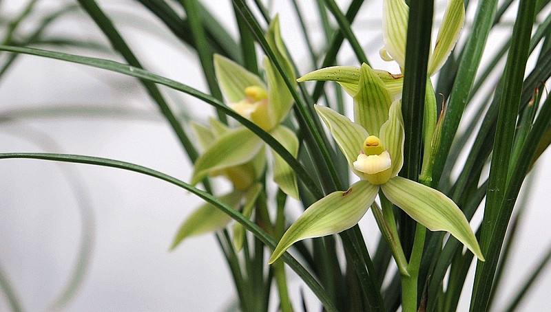 莲花池的养护和美化