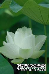 植物蚜虫的防治方法,让你轻松应对