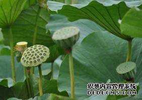 如何防治霉菌病,让花朵更加美丽