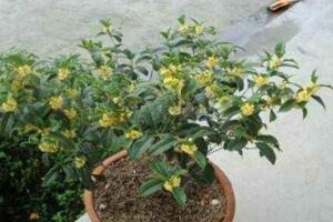 生长期中家庭花卉最易受到哪些病虫害威胁?