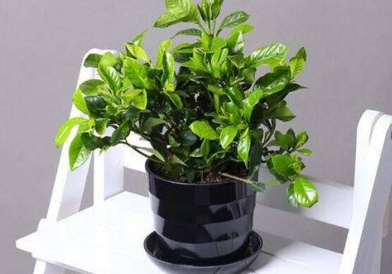 选择合适的花盆和土壤