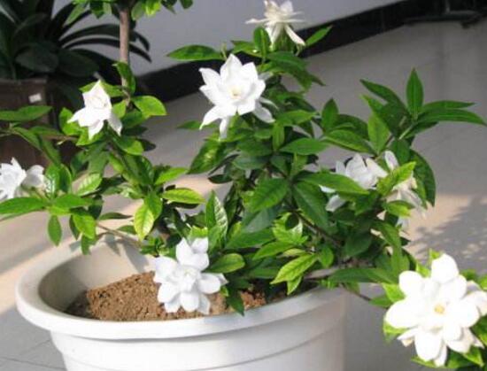 常见养花问题解决方法