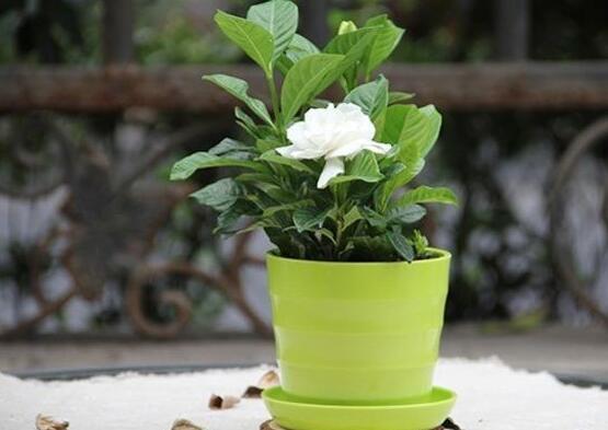 养花时需要注意的温度和湿度