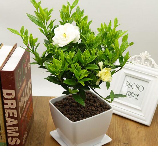 番红花的花语是什么?