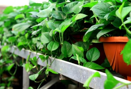 春季发财树养护方法