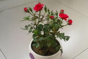 选购花卉时需要注意的事项